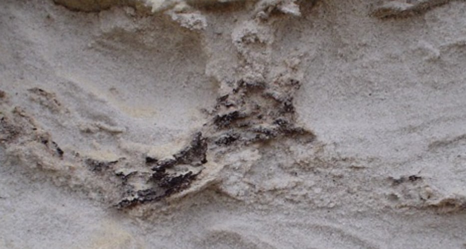 Fossil wood 